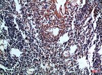 CD80 Polyclonal Antibody