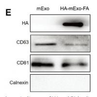 CD81 Polyclonal Antibody