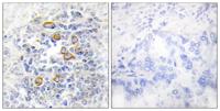 CD83 Polyclonal Antibody