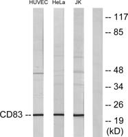 CD83 Polyclonal Antibody