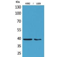 CD84 Polyclonal Antibody