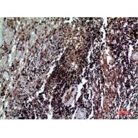 CD84 Polyclonal Antibody