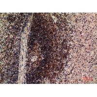 CD85c Polyclonal Antibody