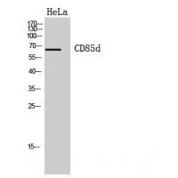 CD85d Polyclonal Antibody