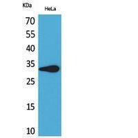 CD85f Polyclonal Antibody
