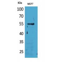 CD85g Polyclonal Antibody