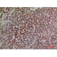 CD85g Polyclonal Antibody