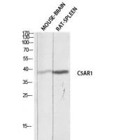 CD88 Polyclonal Antibody