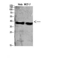 CD88 Polyclonal Antibody