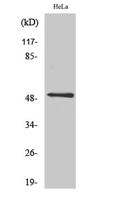 CD88 Polyclonal Antibody