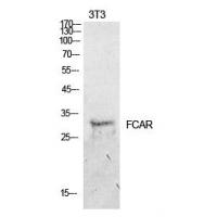 CD89 Polyclonal Antibody
