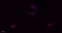 CD9 Polyclonal Antibody