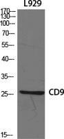 CD9 Polyclonal Antibody