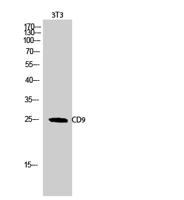 CD9 Polyclonal Antibody