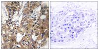 CD9 Polyclonal Antibody