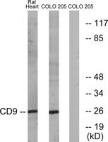 CD9 Polyclonal Antibody
