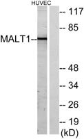 MALT1 Polyclonal Antibody