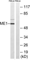 Malic enzyme 1 Polyclonal Antibody