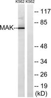 MAK Polyclonal Antibody