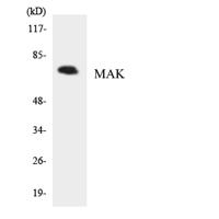 MAK Polyclonal Antibody