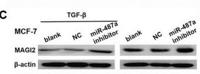 MAGI-2 Polyclonal Antibody