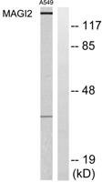 MAGI-2 Polyclonal Antibody