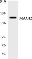 MAGI-2 Polyclonal Antibody