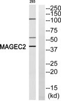 MAGE-C2 Polyclonal Antibody