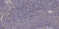 MAGE-9 Polyclonal Antibody