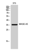 MAGE-A5 Polyclonal Antibody