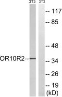 MAGE-A5 Polyclonal Antibody