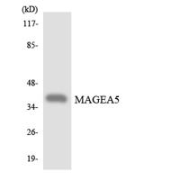 MAGE-A5 Polyclonal Antibody