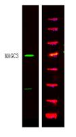 MAGC3 Polyclonal Antibody