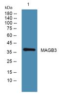 MAGB3 Polyclonal Antibody