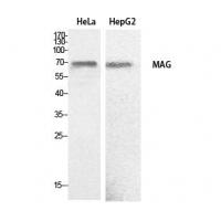 MAG Polyclonal Antibody