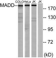 MADD Polyclonal Antibody