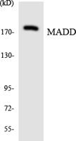 MADD Polyclonal Antibody