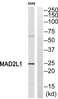 MAD2 Polyclonal Antibody