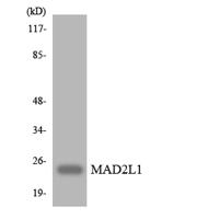 MAD2 Polyclonal Antibody