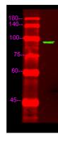 GNDS Polyclonal Antibody