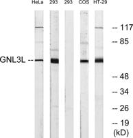 GNL3L Polyclonal Antibody