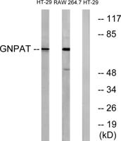 GNPAT Polyclonal Antibody