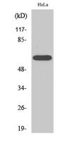 RORα Polyclonal Antibody