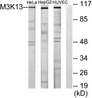 LZK Polyclonal Antibody