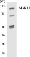 LZK Polyclonal Antibody