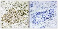 Lyl-1 Polyclonal Antibody