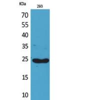 Lymphotactin Polyclonal Antibody