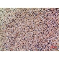 Lymphotactin Polyclonal Antibody