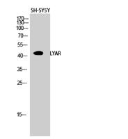 LYAR Polyclonal Antibody