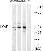 LYAR Polyclonal Antibody